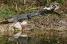 Alligator
